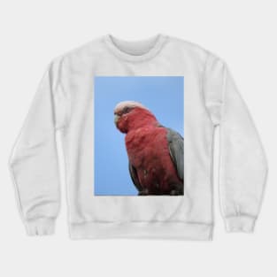 Galah Crewneck Sweatshirt